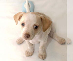 Chiweenie Dogs for adoption in Batavia, OH, USA