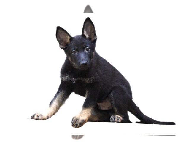Medium Photo #3 German Shepherd Dog Puppy For Sale in WARRENTON, NC, USA