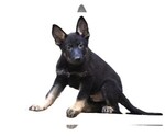 Small #2 German Shepherd Dog