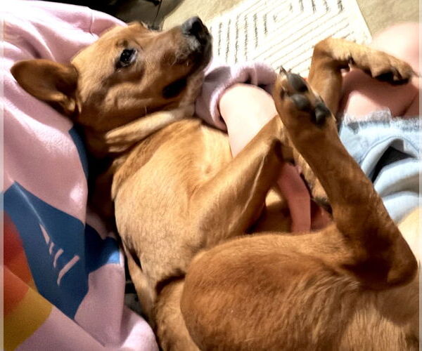 Medium Photo #3 Basenji-Unknown Mix Puppy For Sale in Mount Airy, NC, USA