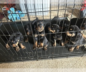 Rottweiler Puppy for sale in MEMPHIS, TN, USA