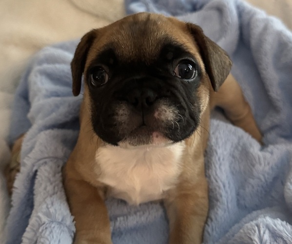Medium Photo #1 French Bulldog Puppy For Sale in MUSCODA, WI, USA