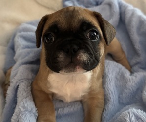 French Bulldog Puppy for sale in MUSCODA, WI, USA
