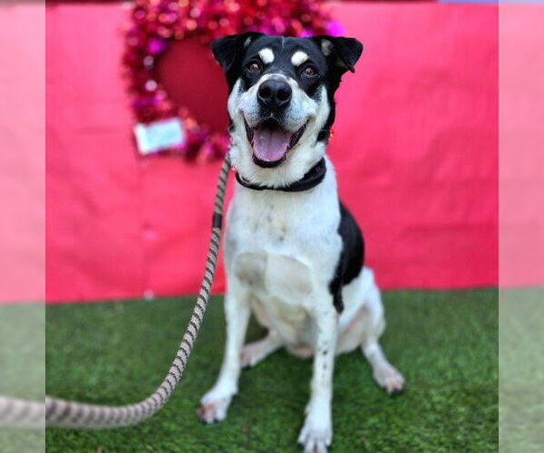 Medium Photo #1 Shollie Puppy For Sale in Long Beach, CA, USA