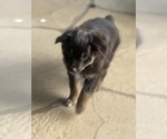 Small #2 Miniature Australian Shepherd