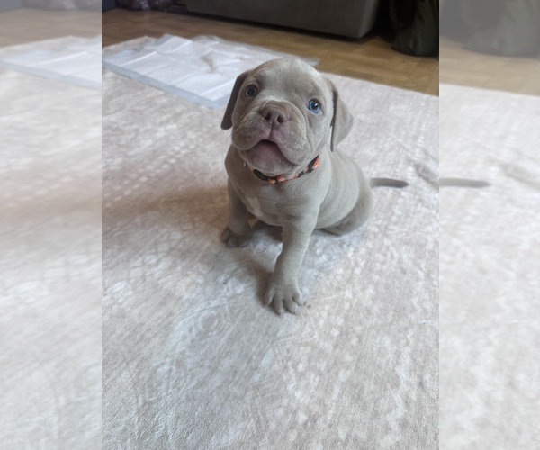 Medium Photo #21 American Bully Puppy For Sale in BOLINGBROOK, IL, USA