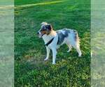 Small #2 Border Collie Mix