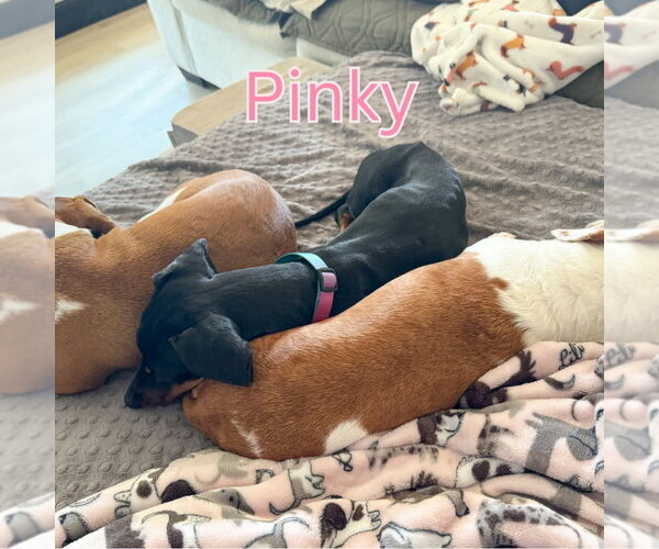 Medium Photo #2 Dachshund Puppy For Sale in San Antonio, TX, USA