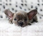Small Photo #1 French Bulldog Puppy For Sale in SAGAPONACK, NY, USA