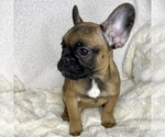 Small Photo #12 French Bulldog Puppy For Sale in BOTHELL, WA, USA