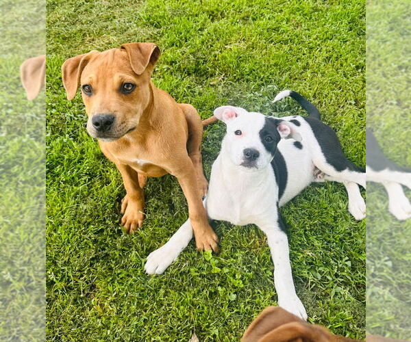 Medium Photo #8 American Pit Bull Terrier-Spaniel Mix Puppy For Sale in Claremore, OK, USA