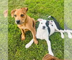 Small #7 American Pit Bull Terrier-Spaniel Mix
