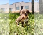 Puppy Moccasin Australian Kelpie