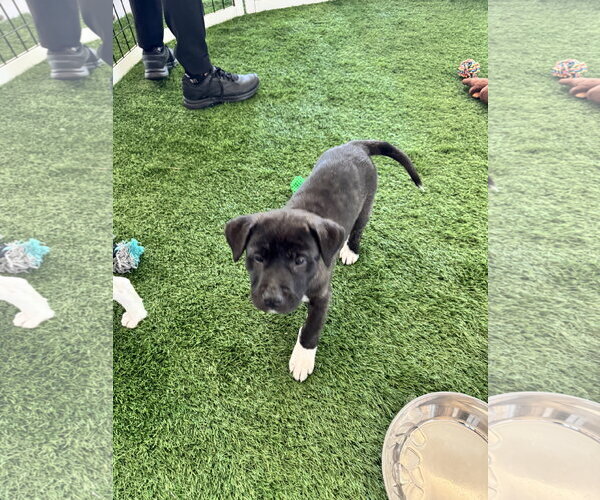 Medium Photo #10 Mutt Puppy For Sale in Sanford, FL, USA