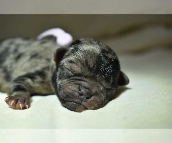 Medium Photo #2 Pug Puppy For Sale in PALM COAST, FL, USA