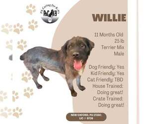 Mutt Dogs for adoption in New Oxford , PA, USA