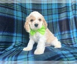 Image preview for Ad Listing. Nickname: Tank