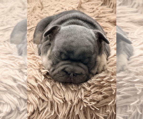 Medium Photo #8 French Bulldog Puppy For Sale in WESLEY CHAPEL, FL, USA