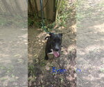 Small #3 Labrador Retriever Mix
