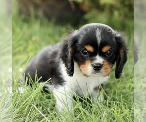 Cavalier King Charles Spaniel Puppy for sale in RONKS, PA, USA
