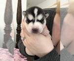 Small Photo #4 Siberian Husky Puppy For Sale in RANCHO SANTA MARGARITA, CA, USA