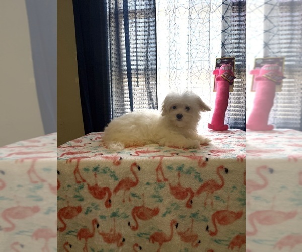 Medium Photo #1 Morkie Puppy For Sale in BENSON, NC, USA