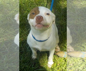 American Pit Bull Terrier-Unknown Mix Dogs for adoption in Wetumpka, AL, USA