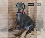 Small #1 Doberman Pinscher