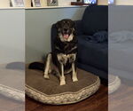 Small #10 Alaskan Malamute-Huskies  Mix