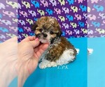 Image preview for Ad Listing. Nickname: Doodle bug
