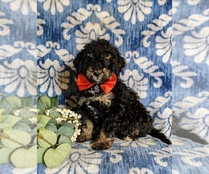 Miniature Bernedoodle Puppy for sale in OXFORD, PA, USA