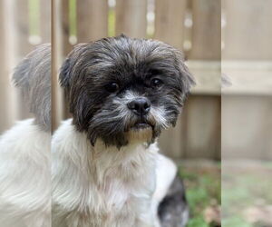 Shih Tzu Dogs for adoption in Spring Lake, NJ, USA