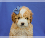 Small #1 Cavapoo (Miniature)