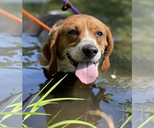 Cooper - Male Beagle Dog for Adoption - Photo #10