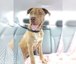 Small Labrador Retriever Mix