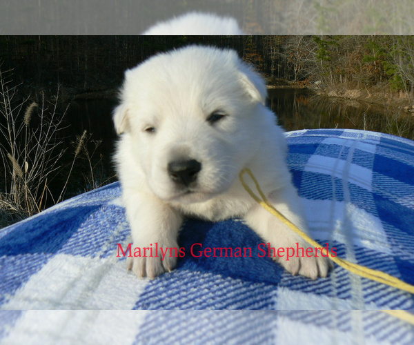 Medium Photo #4 German Shepherd Dog Puppy For Sale in PIEDMONT, MO, USA