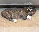 Small #2 American Pit Bull Terrier