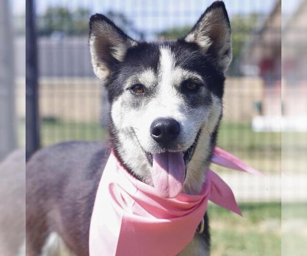 Medium Photo #2 Huskies -Unknown Mix Puppy For Sale in San Antonio, TX, USA