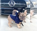 Small #2 French Bulldog