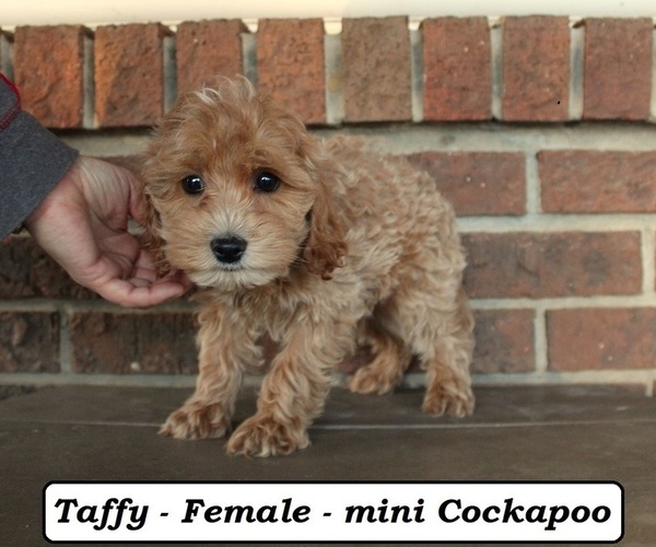 Medium Photo #4 Cockapoo (Miniature) Puppy For Sale in CLARKRANGE, TN, USA