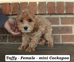 Small Photo #4 Cockapoo (Miniature) Puppy For Sale in CLARKRANGE, TN, USA