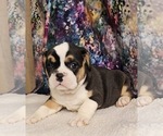 Small Free-Lance Bulldog