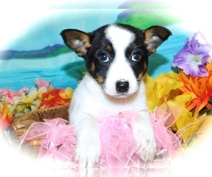 Jack Russell Terrier-Unknown Mix Puppy for sale in HAMMOND, IN, USA
