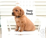 Small Photo #36 Labrador Retriever Puppy For Sale in DAYTON, VA, USA