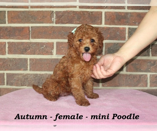 Medium Photo #3 Poodle (Miniature) Puppy For Sale in CLARKRANGE, TN, USA