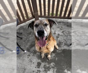 Catahoula Leopard Dog-Unknown Mix Dogs for adoption in Pasadena, TX, USA