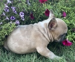 Small Photo #6 French Bulldog Puppy For Sale in PRYOR, OK, USA