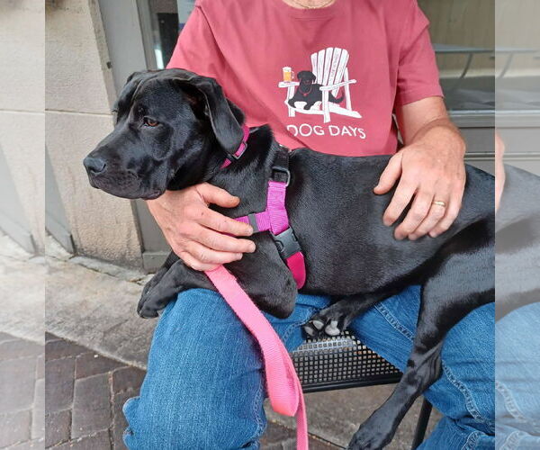 Medium Photo #9 Labrador Retriever-Unknown Mix Puppy For Sale in Huntersville, NC, USA