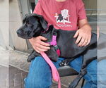 Small #8 Labrador Retriever Mix