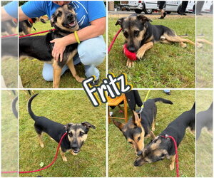 Mutt Dogs for adoption in Pierceton , IN, USA